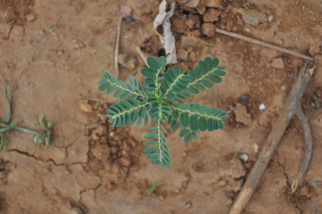 Phyllanthus niruri